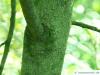 feinblaetteriger Schnurbaum (Sophora microphylla) Stamm / Borke / Rinde