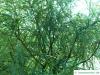 feinblaetteriger Schnurbaum (Sophora microphylla) Wuchs