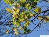 Feld-Ahorn (Acer campestre) im Herbst