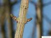 Feld-Ahorn (Acer campestre) Seitenknospen