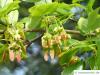 Felsen-Ahorn (Acer monspessulanum) Spaltfrucht - geflügelte Nüsschen