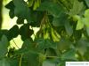 Felsen-Ahorn (Acer monspessulanum) Blätter und Früchte