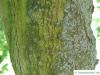Felsen-Ahorn (Acer monspessulanum) Stamm / Rinde / Borke