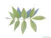 Ferkelnuss (Carya glabra) Blattrückseite