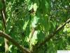 Feuer-Kirsche (Prunus pensylvanica) Blätter
