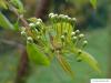 Feuer-Kirsche (Prunus pensylvanica) Blütenknospen