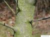 Feuer-Kirsche (Prunus pensylvanica) Stamm / Borke / Rinde