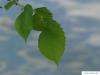 Flatter-Ulme (Ulmus laevis) Blätter