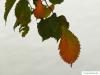 Flatter-Ulme (Ulmus laevis) Laub im Herbst