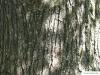 Flatter-Ulme (Ulmus laevis) Stamm / Borke / Rinde beim älteren Baum