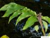 Flügelnuss (Pterocarya fraxinifolia) Blatt mit Knospe