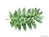Flügelnuss (Pterocarya fraxinifolia) Blatt Rückseite