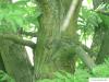 Flügelnuss (Pterocarya fraxinifolia) Stamm / Borke / Rinde