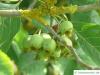frostiger Weißdorn (Crataegus pruinosa) Früchte