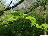 Gelb-Birke (Betula alleghaniensis) Blätter im Mai