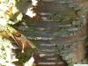 Gelb-Birke (Betula alleghaniensis) Stamm / Rinde / Borke