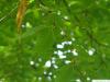 Gelb-Birke (Betula alleghaniensis) Zweig mit Blättern im Sommer