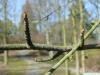 Gelb-Birke (Betula alleghaniensis) Zweig im Winter