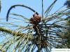 Gelb-Kiefer (Pinus ponderosa) Zweigspitzen