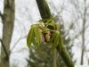 gelbe Kastanie (Aesculus flava) Blatt Austrieb