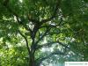 Gelbholz (Cladrastis kentukea) Baum im Sommer
