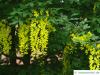 gemeiner Goldregen (Laburnum anagyroides) Blüten