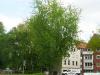 geschlitzter Spitz-Ahorn (Acer saccharinum 'Wieri') Baum
