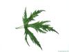 geschlitzter Spitz-Ahorn (Acer saccharinum 'Wieri') Blatt