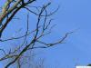Geweihbaum (Gymnocladus dioicus) Äste im Winter