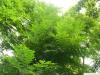 Geweihbaum (Gymnocladus dioicus) Blätter / Krone