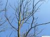 Geweihbaum (Gymnocladus dioicus) Krone im Winter