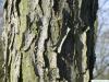 Geweihbaum (Gymnocladus dioicus) Stamm / Rinde / Borke