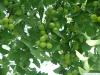 Ginkgo (Ginkgo biloba) Früchte und Blätter
