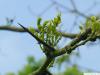 Gleditschie (Gleditsia triacanthos) Austrieb