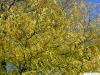 Gleditschie (Gleditsia triacanthos) Herbstlaub