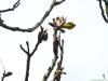 Götterbaum (Ailanthus altissima) Austrieb
