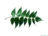 Götterbaum (Ailanthus altissima) Blatt