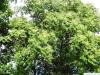 Götterbaum (Ailanthus altissima) Krone mit Laub