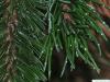 Grannen-Kiefer (Pinus aristata) Harzflecken