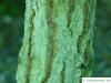 Grauer Eisenholz-Eukalyptus (Eucalyptus paniculata) Stamm / Rinde / Borke