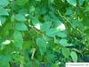 Grauer Eisenholz-Eukalyptus (Eucalyptus paniculata) Blätter