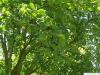 Grau-Erle (Alnus incana) Blätter