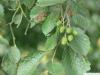 Grau-Erle (Alnus incana) Frucht Zapfen