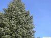 Grautanne (Abies concolor) Baum