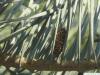 Grautanne (Abies concolor) Nadeln