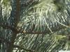 Grautanne (Abies concolor) Zweig