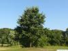 großblättrige Erle (Alnus spaethii) Baum