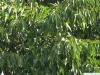 Purpur-Erle (Alnus spaethii) Blätter