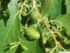 großblättrige Erle (Alnus spaethii) Früchte im  Sommer