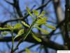 Großfruchtige Eiche (Quercus macrocarpa) im Austrieb